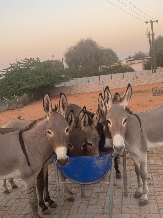 Rak Glamping Otel Resü'l-Hayme Dış mekan fotoğraf
